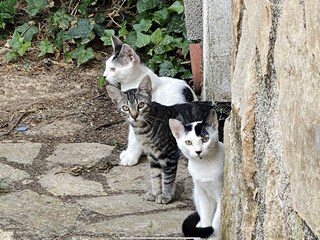 Villa Calpe Registrazione all'aperto 21