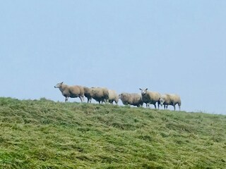 Holiday apartment Dornumersiel Environment 27