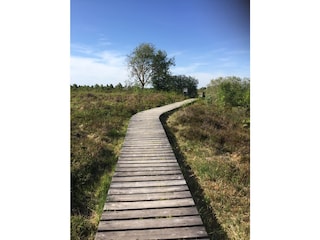 Wanderpfade durch das Jochmoor des hohen Venns