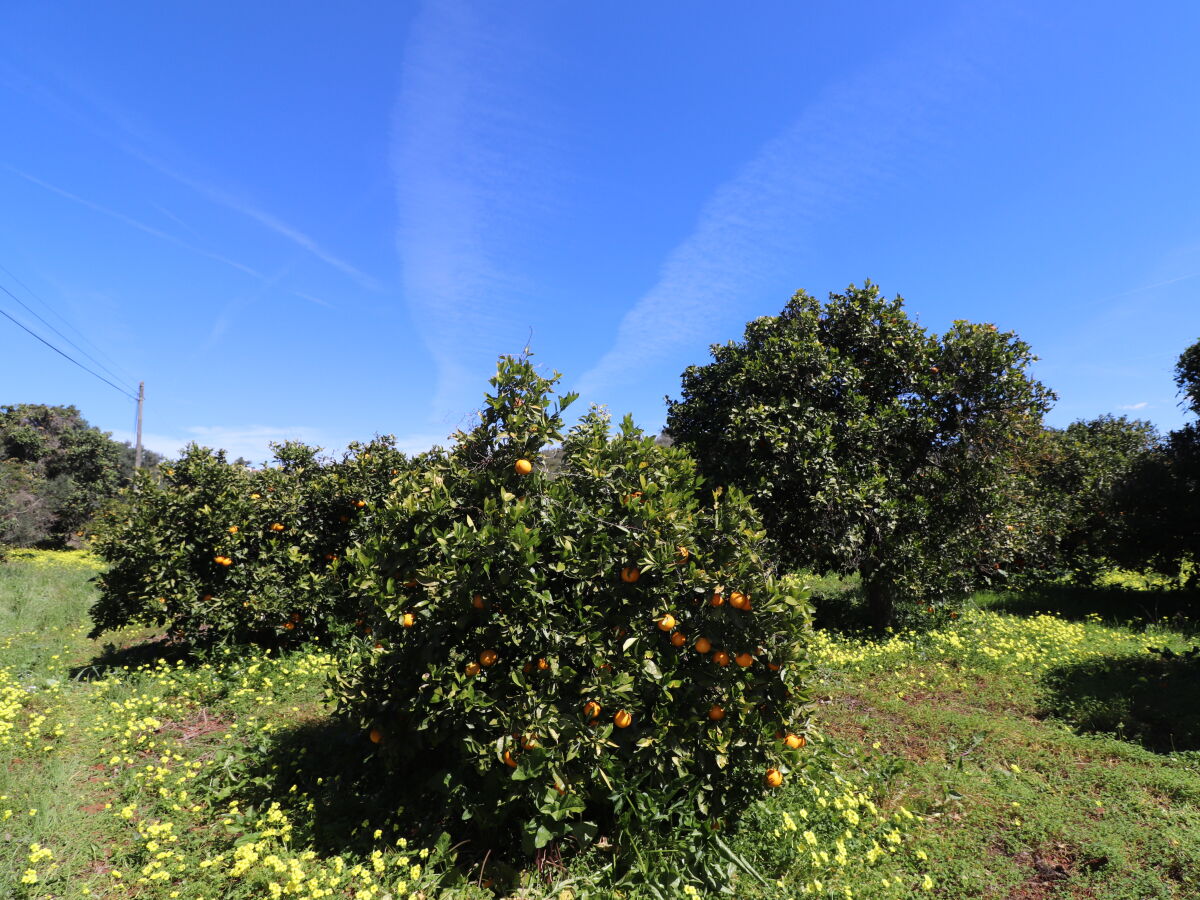 große Felder mit Orangenbäumen - lecker