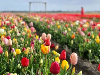 Casa per le vacanze Julianadorp Ambiente 21