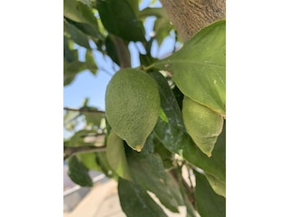 Zitronen auf der Dachterrasse