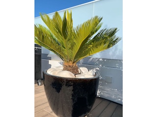 Palme auf der Terrasse