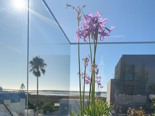 Blumen auf der Dachterrasse