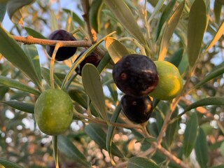 Olivenbäume auf der Dachterrasse