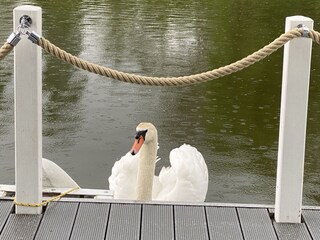 Nette Nachbarn
