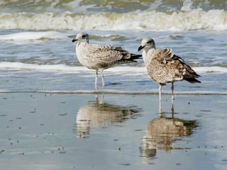 Ferienhaus Bredene Umgebung 15