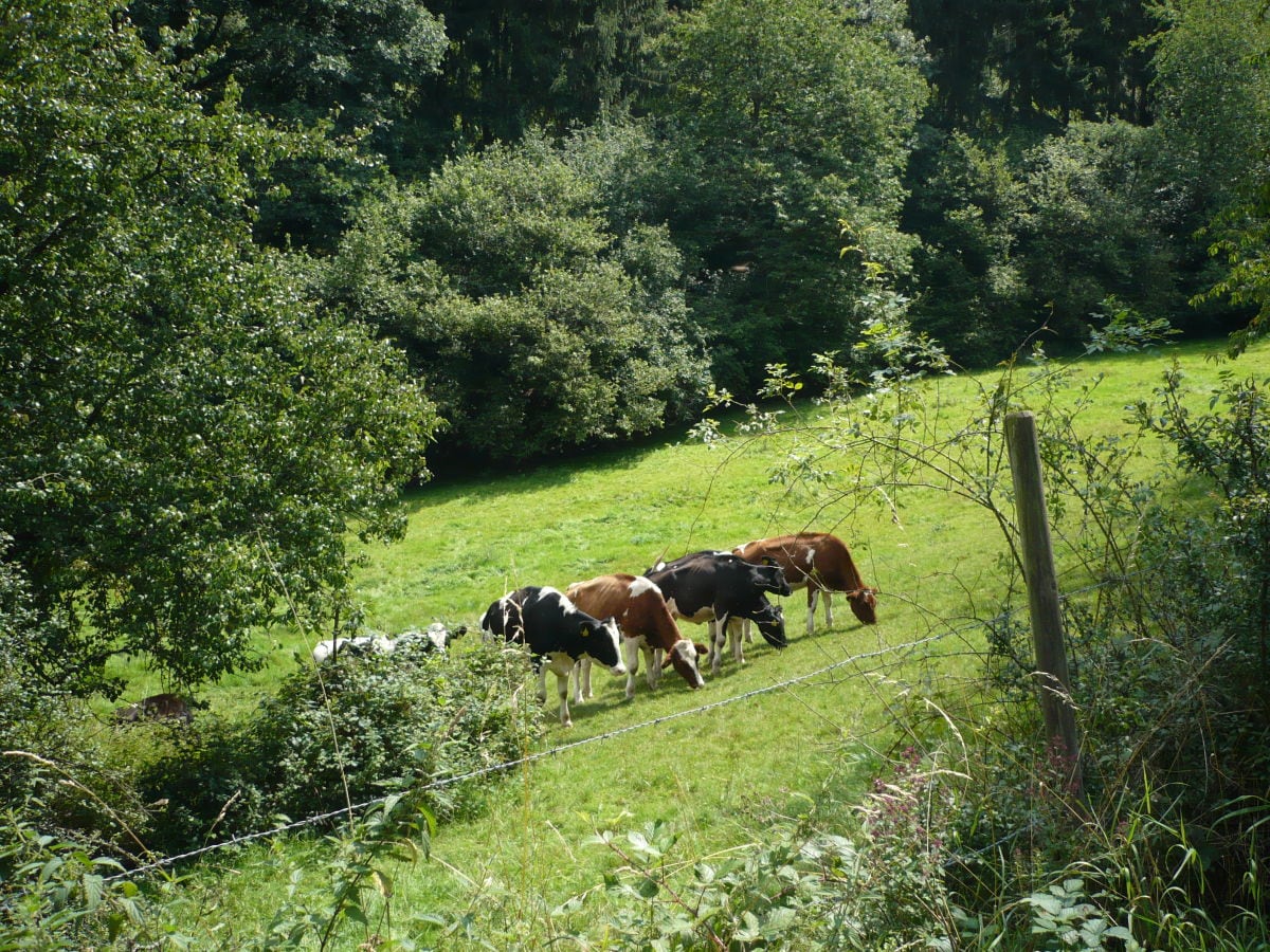 Sommergäste auf 4 Beinen