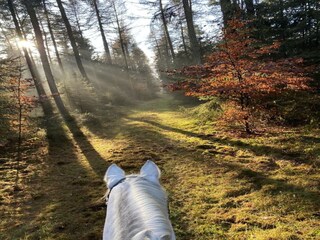 Vakantiehuis Eschede Omgeving 23