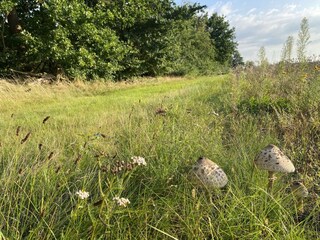 Holiday house Eschede Environment 26