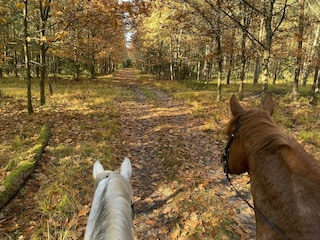 Ferienhaus Eschede Umgebung 28