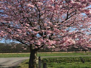 Parc de vacances Bad Bentheim Environnement 30