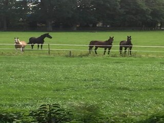 Ferienpark Bad Bentheim Umgebung 14