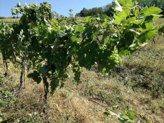 Holiday house Momperone Environment 37