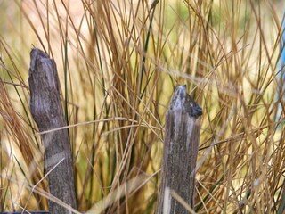 Ferienhaus Holland  39