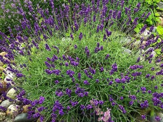 Vakantiehuis Welt  33