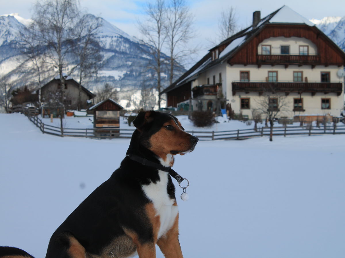 Biobauernhof  und Natur pur auch für Hunde