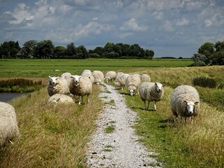 Chalet Westerland (Wieringen) Ambiente 10