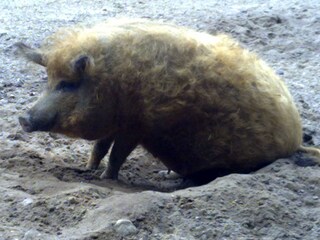 Apartamento de vacaciones Priepert Entorno 16