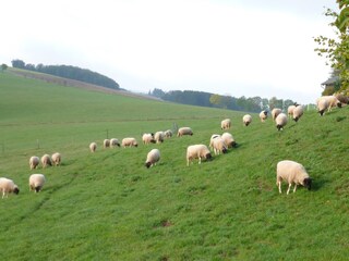 Appartamento per vacanze Habscheid Ambiente 18