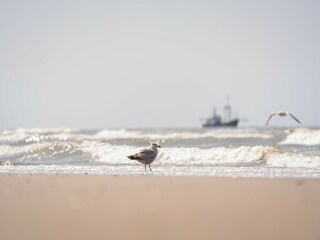 Parc de vacances Wijk aan Zee Environnement 21