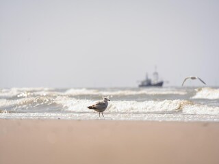 Parc de vacances Wijk aan Zee Environnement 16