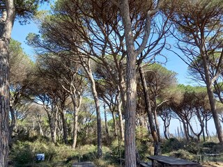 Appartamento per vacanze Seggiano Ambiente 18