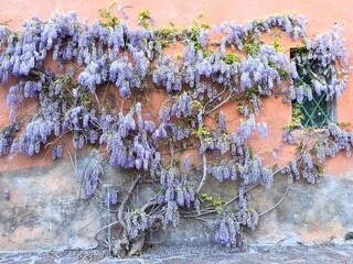 Appartamento per vacanze Seggiano Ambiente 14