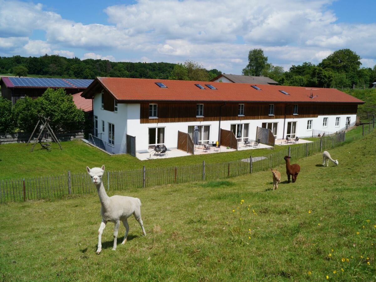 Terrassen mit Alpakas