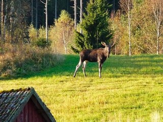 Vakantiehuis Boras  10