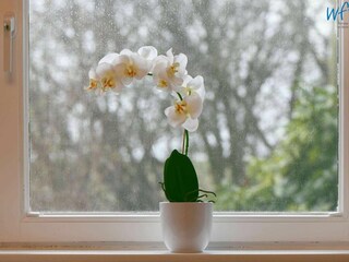 Casa per le vacanze Wangerooge Caratteristiche 15