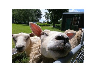 Holiday apartment Broek in Waterland Outdoor Recording 4