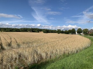 Kornfeld