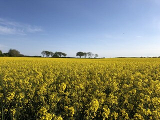 Rapsblütenmeer Up´n Dik nach Achter´t Holt