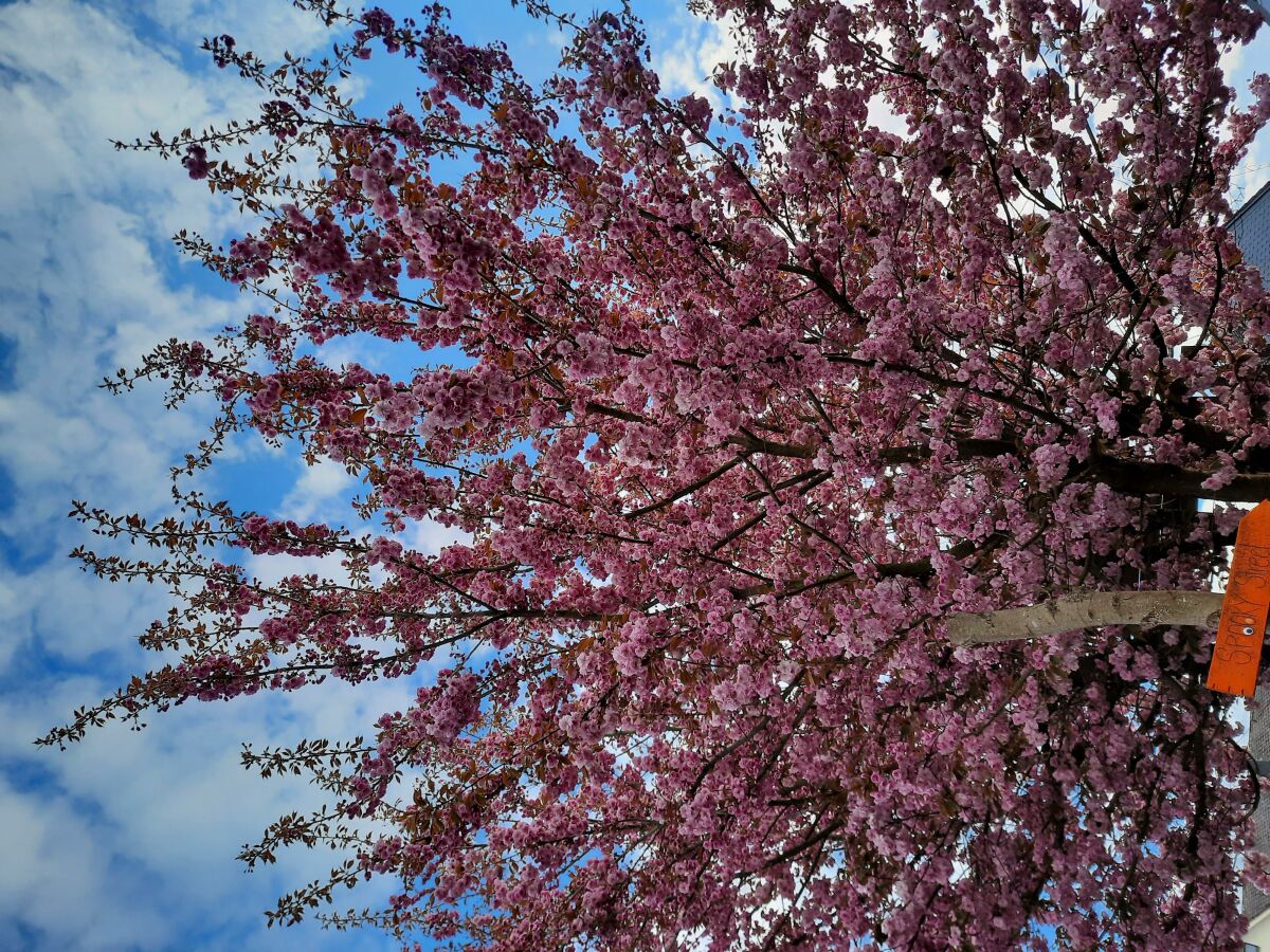 Unser Kirschbaum im Frühjahr