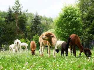 Holiday house Lichtenau (Sachsen)  38