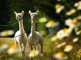 Casa de vacaciones Lichtenau (Sachsen)  37