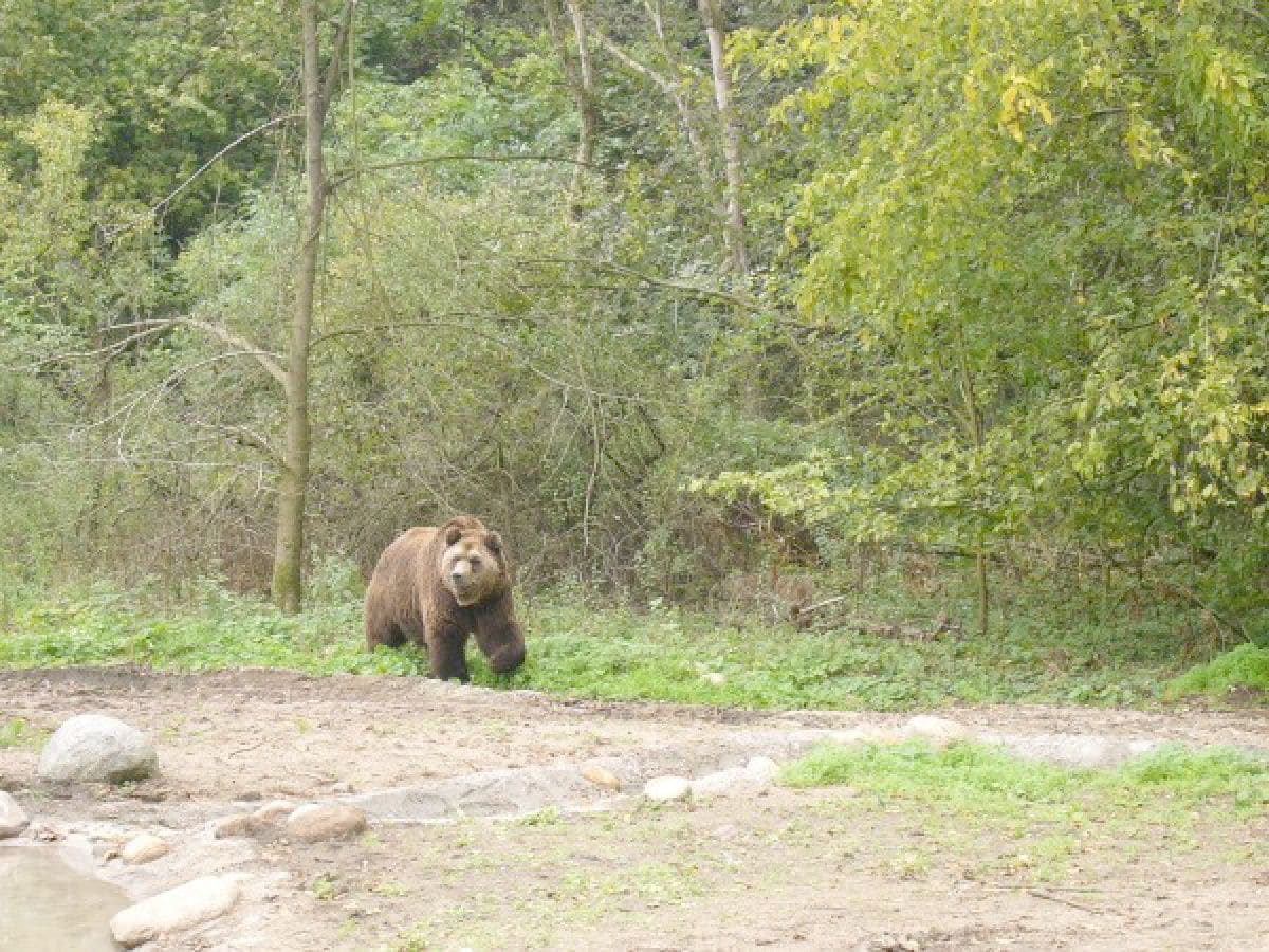 Besuchen Sie auch die 17 Bären im Bärenwald Müritz