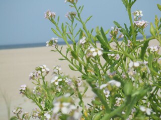 Apartamento de vacaciones Norderney Entorno 33