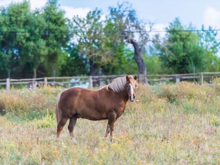 Tenuta Llubi Ambiente 31