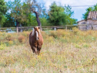 Tenuta Llubi Ambiente 32
