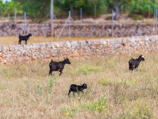 Tenuta Llubi Ambiente 33