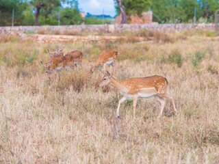 Tenuta Llubi Ambiente 34