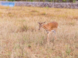 Tenuta Llubi Ambiente 35