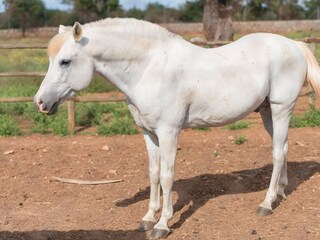 Tenuta Llubi Ambiente 36
