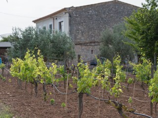Finca Llubi Environnement 36