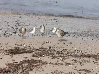 Ferienhaus Nørlev Strand  12