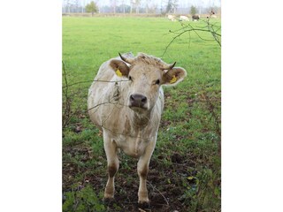 Kühe auf der Weide