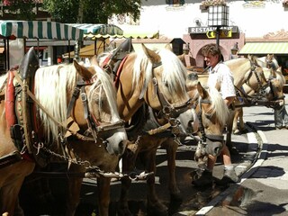 Apartment Seefeld in Tirol Umgebung 13