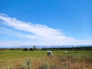 Casa per le vacanze Vrsi Ambiente 29